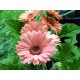 Gerberas